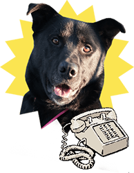 Собака с телефоном